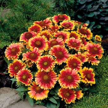 Gaillardia 'Arizona Sun' (Blanket Flower) - Arizona Sun Blanket Flower