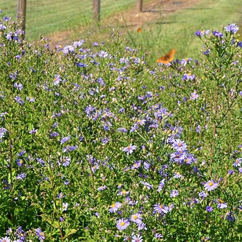 Aster laevis 'Bluebird' - Bluebird Aster