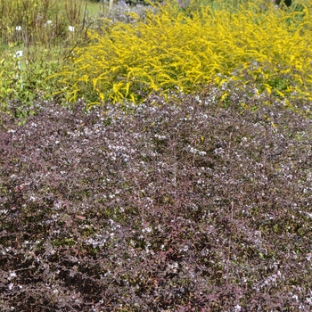 Aster lateriflorus - 'Lady in Black' Calico Aster