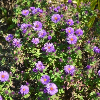 Aster novae-angliae 'Purple Dome' - New England Aster