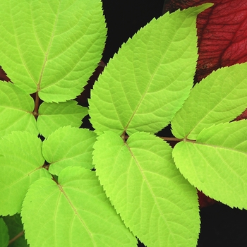 Aralia cordata 'Sun King' - Golden aralia