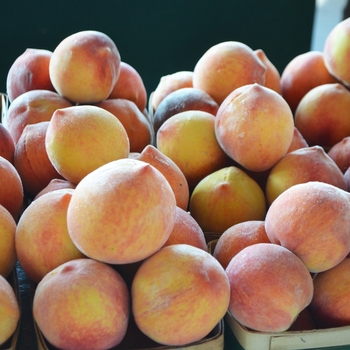 Prunus persica 'Canadian Harmony' - Canadian Harmony Peach