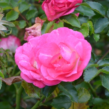 Rosa hybrid - Easy Elegance® 'Sunrise Sunset' Rose 