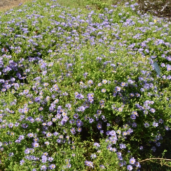 Aster oblongifolius 'October Skies' - Aromatic Aster