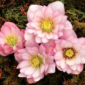 Helleborus 'Winter Jewels™ Cotton Candy' - Double Hellebore