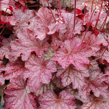 Heuchera - 'Berry Smoothie'