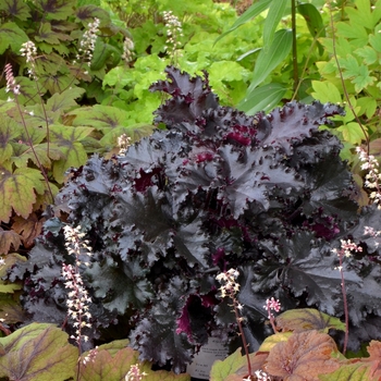 Heuchera - 'Black Taffeta'