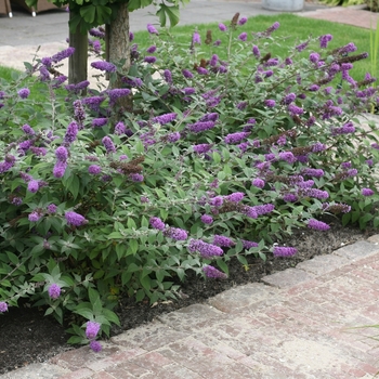 Buddleia 'Blue Chip' PP19991 (Butterfly Bush) - Lo & Behold® Blue Chip