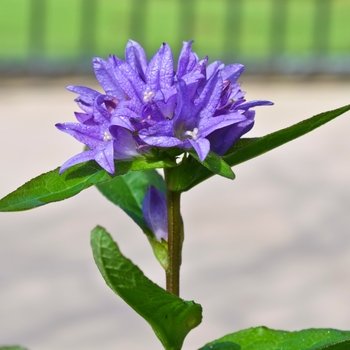 Campanula glomerata 'Freya' - Bellflower Clustered