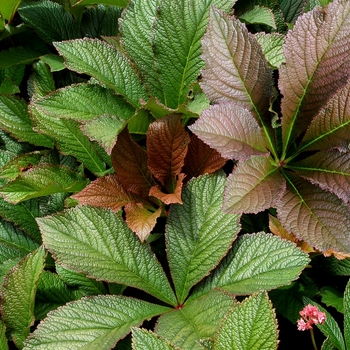 Rodgersia 'Bronze Peacock' - Rodgersia