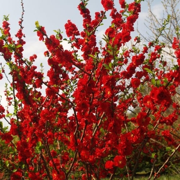 Chaenomeles speciosa Flowering Quince - Double Take Scarlet™