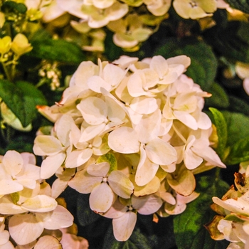 Panicle Hydrangea - White Diamonds®