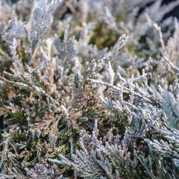 Juniperus horizontalis 'Bar Harbor' - Bar Harbor Juniper