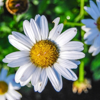 Leucanthemum x superbum - 'Snow Lady'