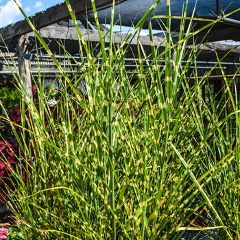 Miscanthus sinensis - 'Strictus' Porcupine Grass