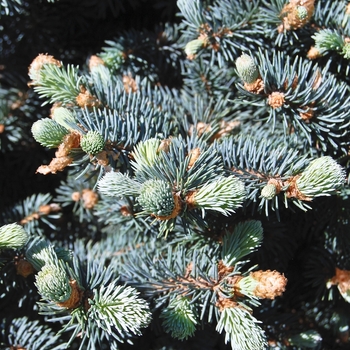 Picea pungens 'Glauca' - Colorado Spruce