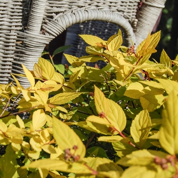 Spiraea japonica 'Limemound' - Spirea