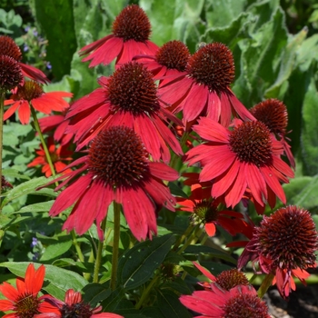 Echinacea 'Sombrero Salsa Red' - Sombrero Salsa Red Coneflower