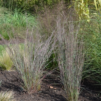 Schizachyrium scoparium - Blue Heaven™