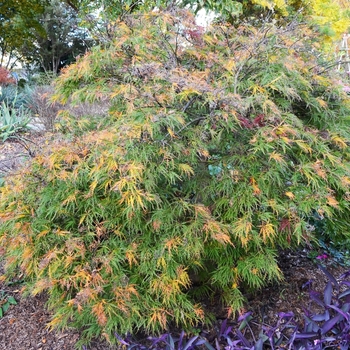 Acer palmatum var. dissectum - 'Waterfall' Laceleaf Japanese Maple