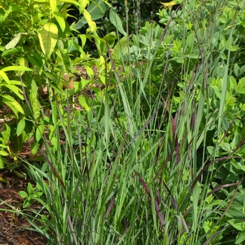 Panicum virgatum 'Ruby Ribbons' - Switchgrass