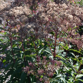 Eupatorium dubium 'Baby Joe' - Joe Pye Weed