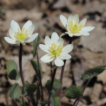 Jeffersonia diphylla - TWINLEAF