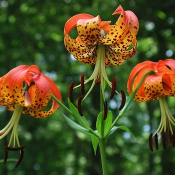 Lilium superbum - TURK'S CAP LILY