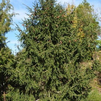 Picea orientalis - 'Aureospicata'