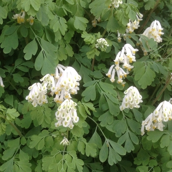 Dicentra canadensis - Squirrel Corn