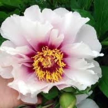 Paeonia 'Cora Louise' - Cora Louise Peony