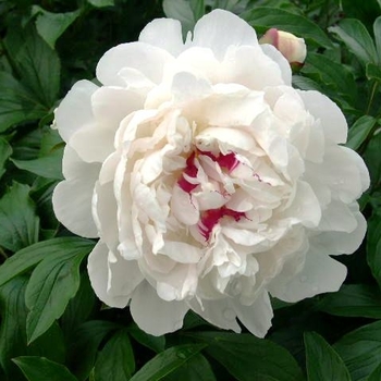 Paeonia 'Festiva Maxima' - Peony Festiva Maxima'