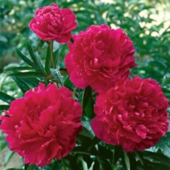 Paeonia 'Felix Crousse' - Peony