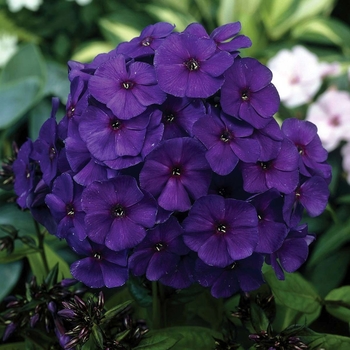 Phlox paniculata 'Nicky' - Garden Phlox
