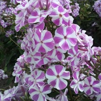 Phlox paniculata 'Candy Twist' - Candy Twist Garden Phlox