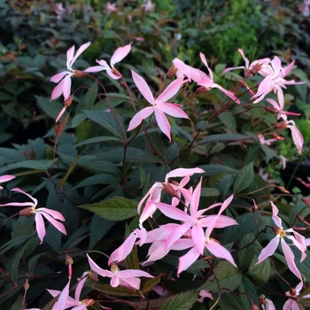 Gillenia trifoliata 'Pink Profusions' - Bowman's Root