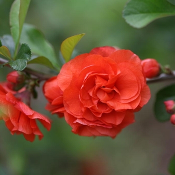 Chaenomeles Flowering Quince - Double Take Orange™