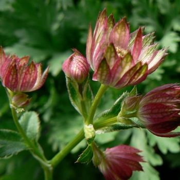 Astrantia major 'Moulin Rouge' - Red Masterwort