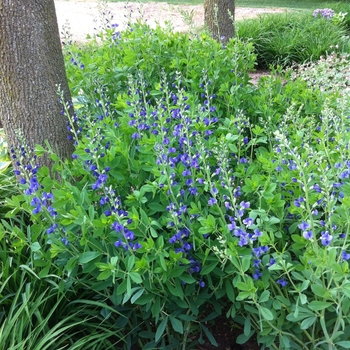 Baptisia australis - Blue False Indigo