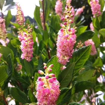 Clethra alnifolia 'Ruby Spice' - Summersweet