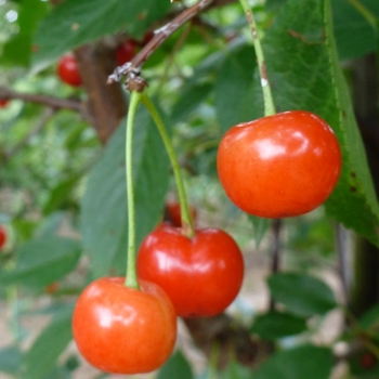 Cherry 'Montmorency' - Montmorency Cherry