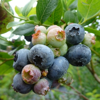 Blueberry 'Northland' - Northland Blueberry