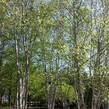 Betula papyrifera - Paper Birch