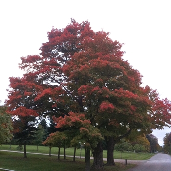 Acer saccharinum - Silver Maple