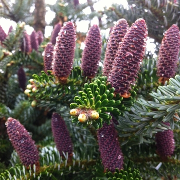 Abies koreana 'Silberlocke' - Silberlocke Korean Fir