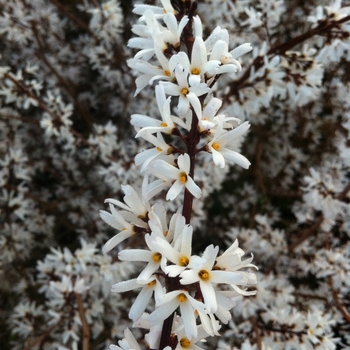 Abeliophyllum distichum - White Forsythia