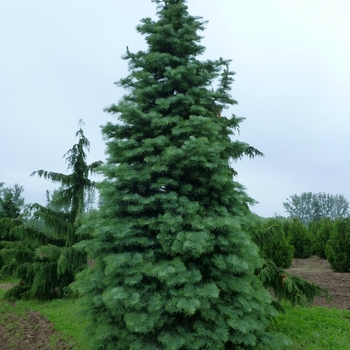 Abies concolor - White Fir