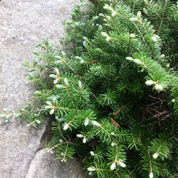 Abies koreana 'Green Carpet' - Green Carpet Korean Fir