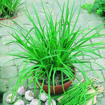 Allium tuberosum 'Chives Geisha' - Garlic Chives