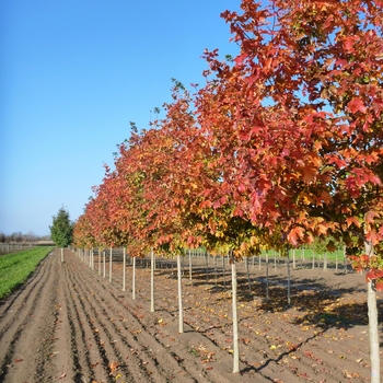 Acer saccharum 'Bailsta' - Fall Fiesta® Sugar Maple